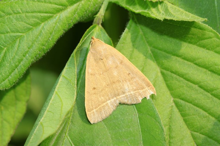 12 Common Types of Moths in Michigan