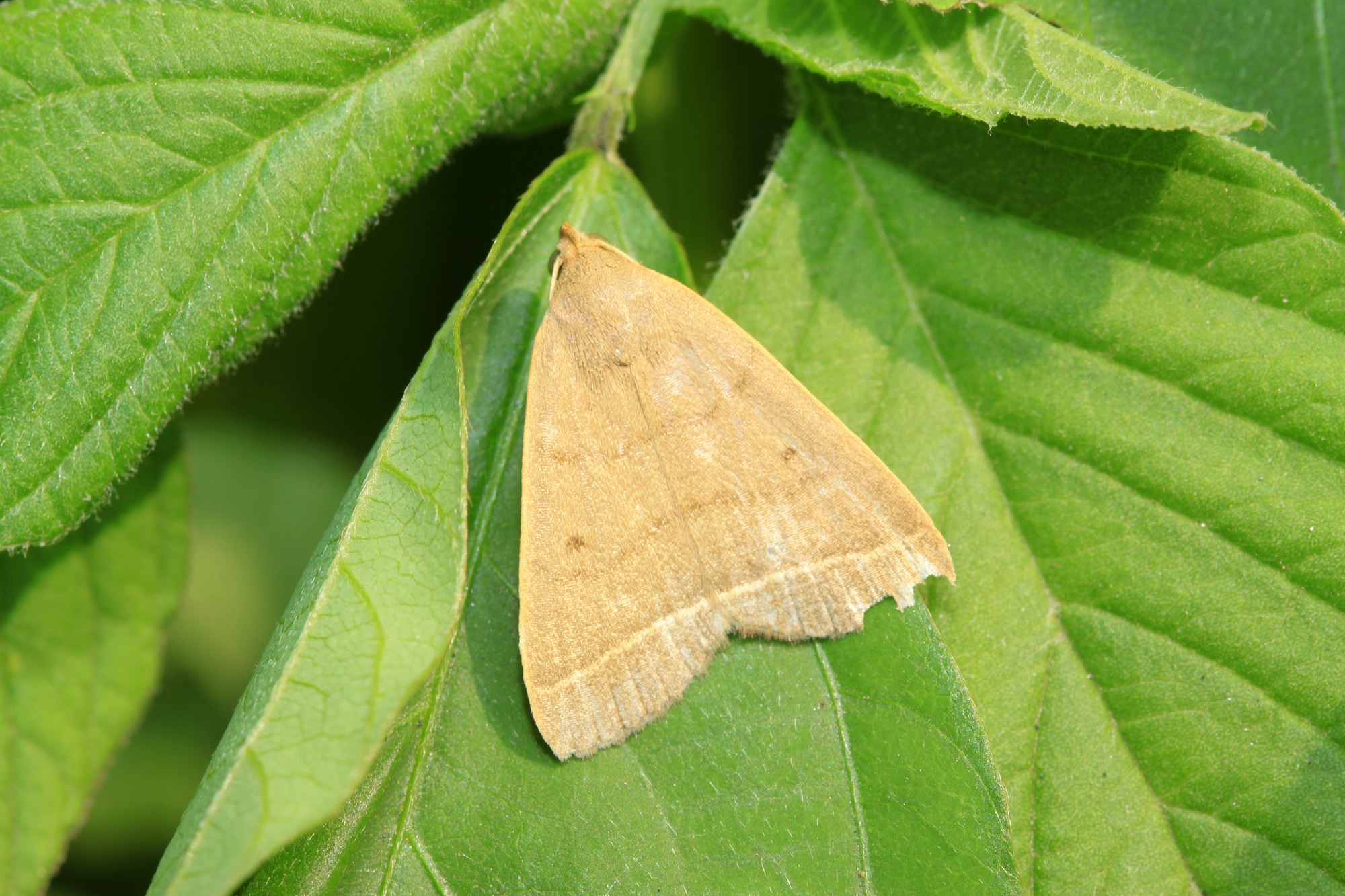 Types of Moths in Michigan