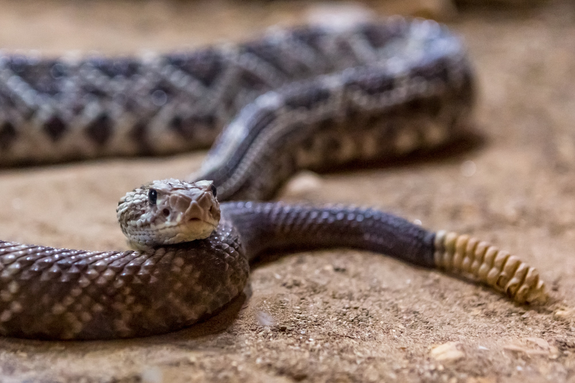 Types of Rattlesnakes in Arizona