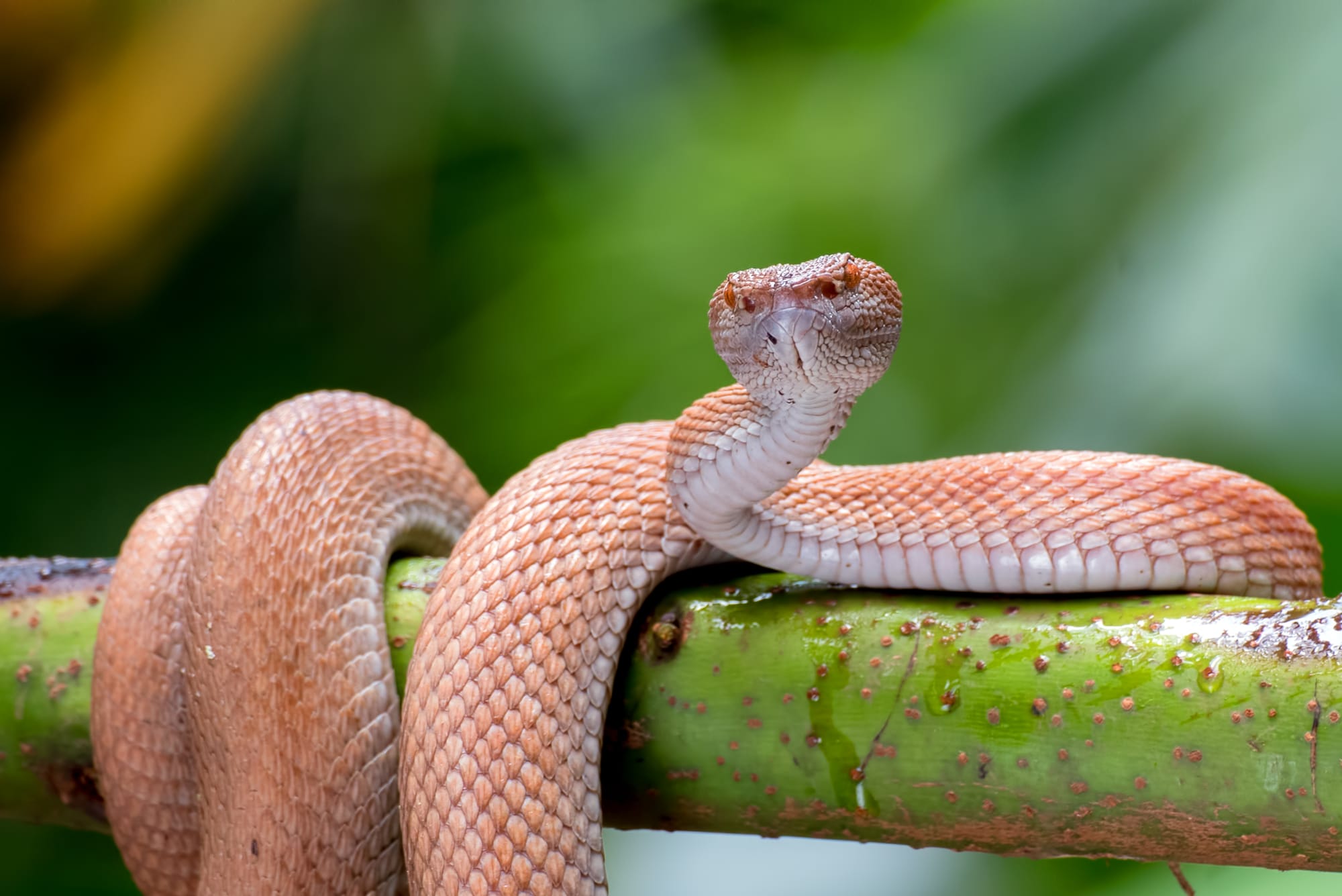 Types of Snakes in Mississippi