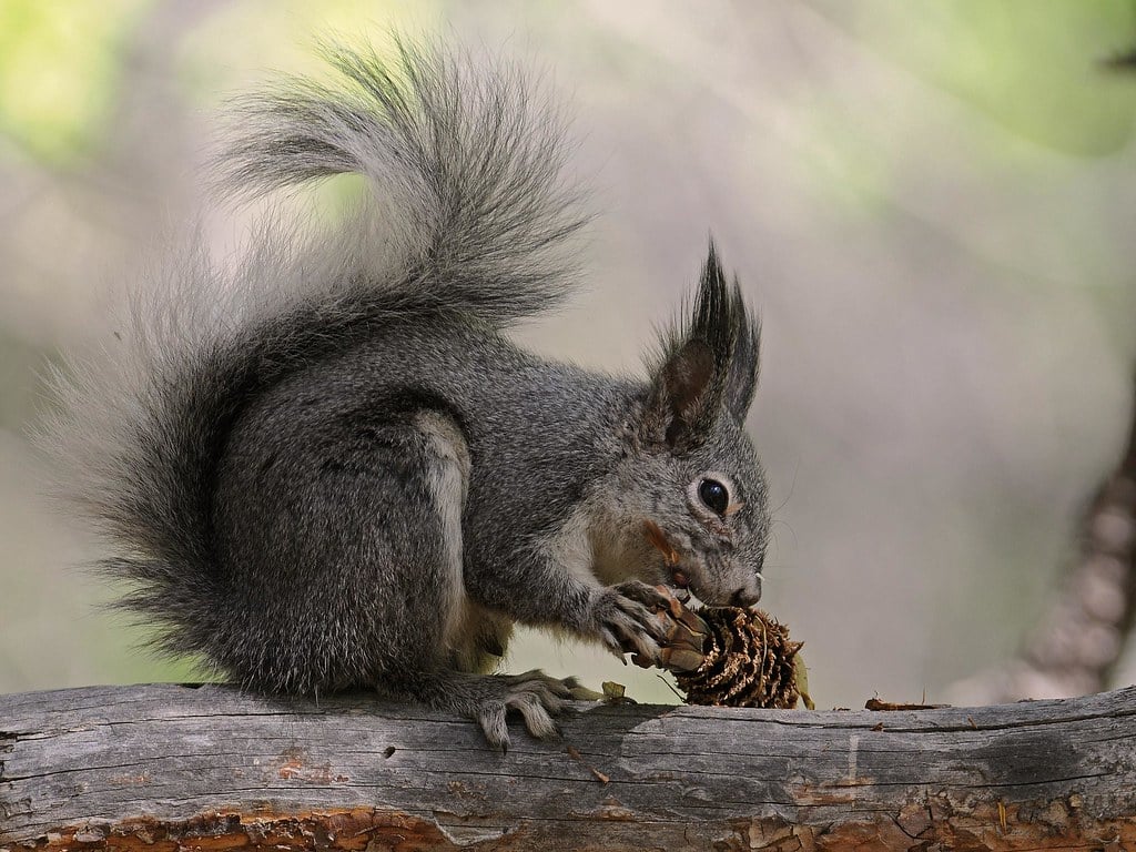 Abert's Squirrel