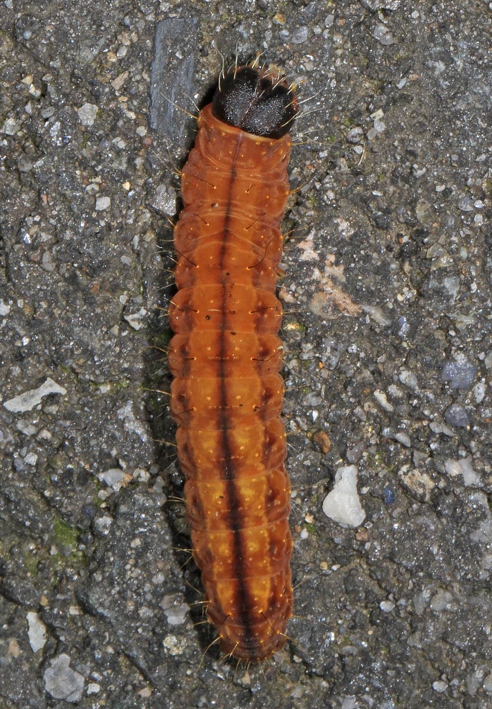 Afflicted Dagger Moth Caterpillar