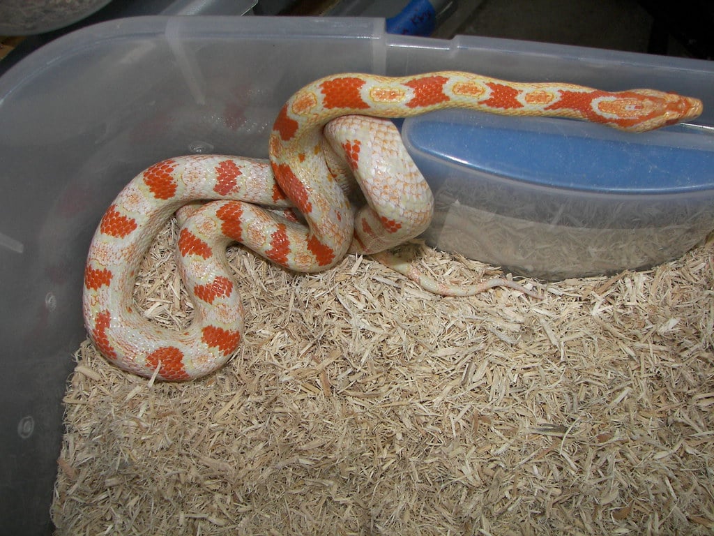 Albino Corn Snake