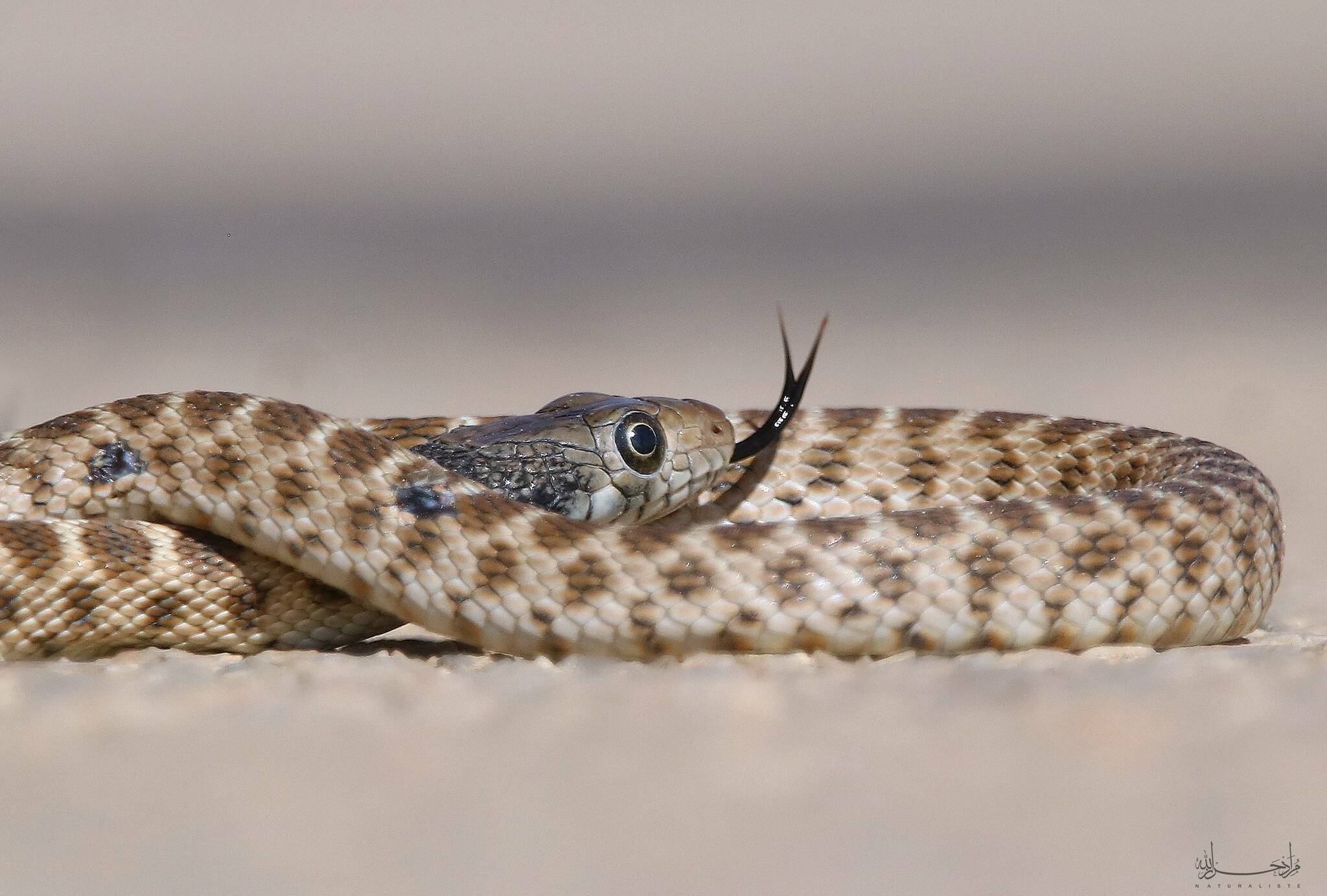 Algerian Whip Snake