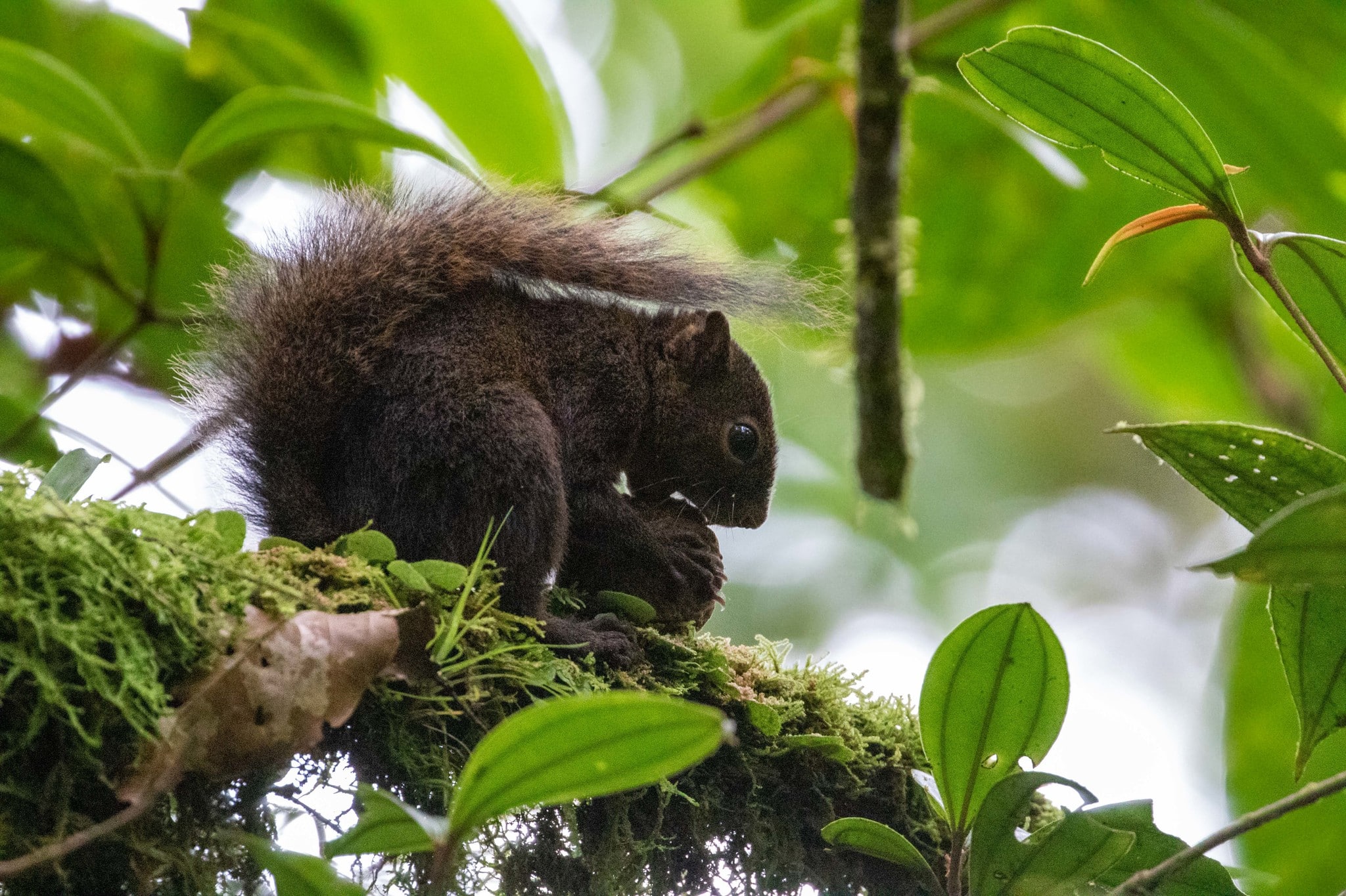 Amazon Dwarf Squirrel