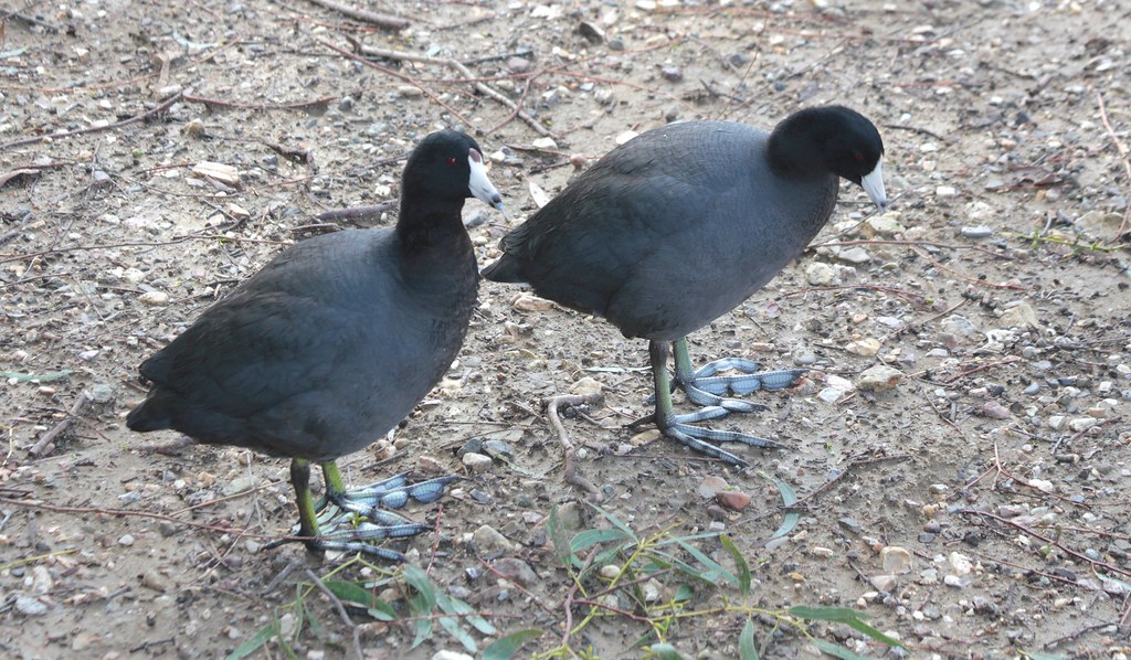 American Coot