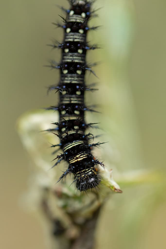 American Lady Caterpillar - types of caterpillars in colorado