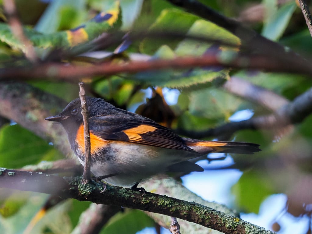 American Redstart