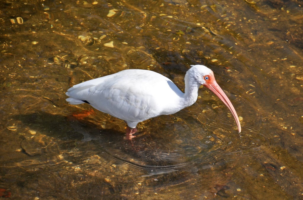 American White Ibis