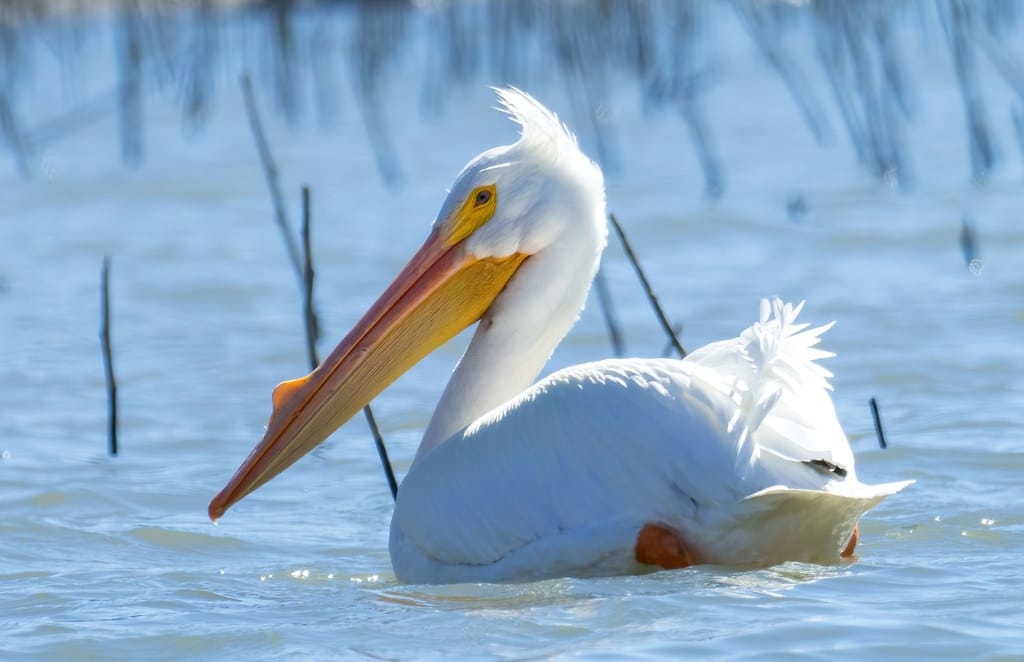 American White Pelican