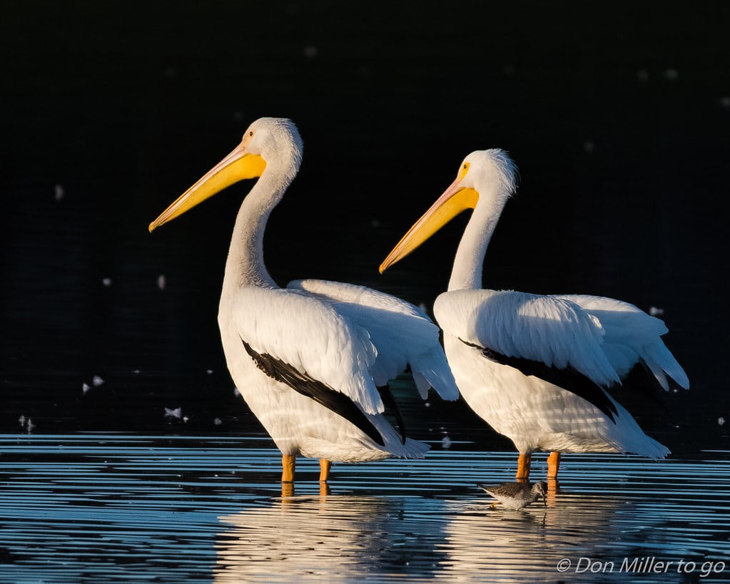 American White Pelican