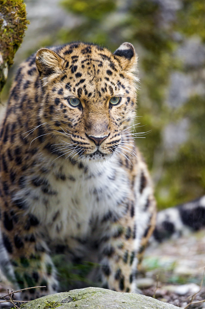 Amur Leopard