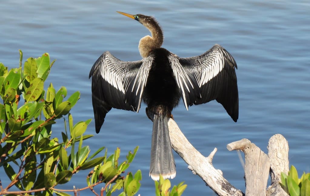 Anhinga