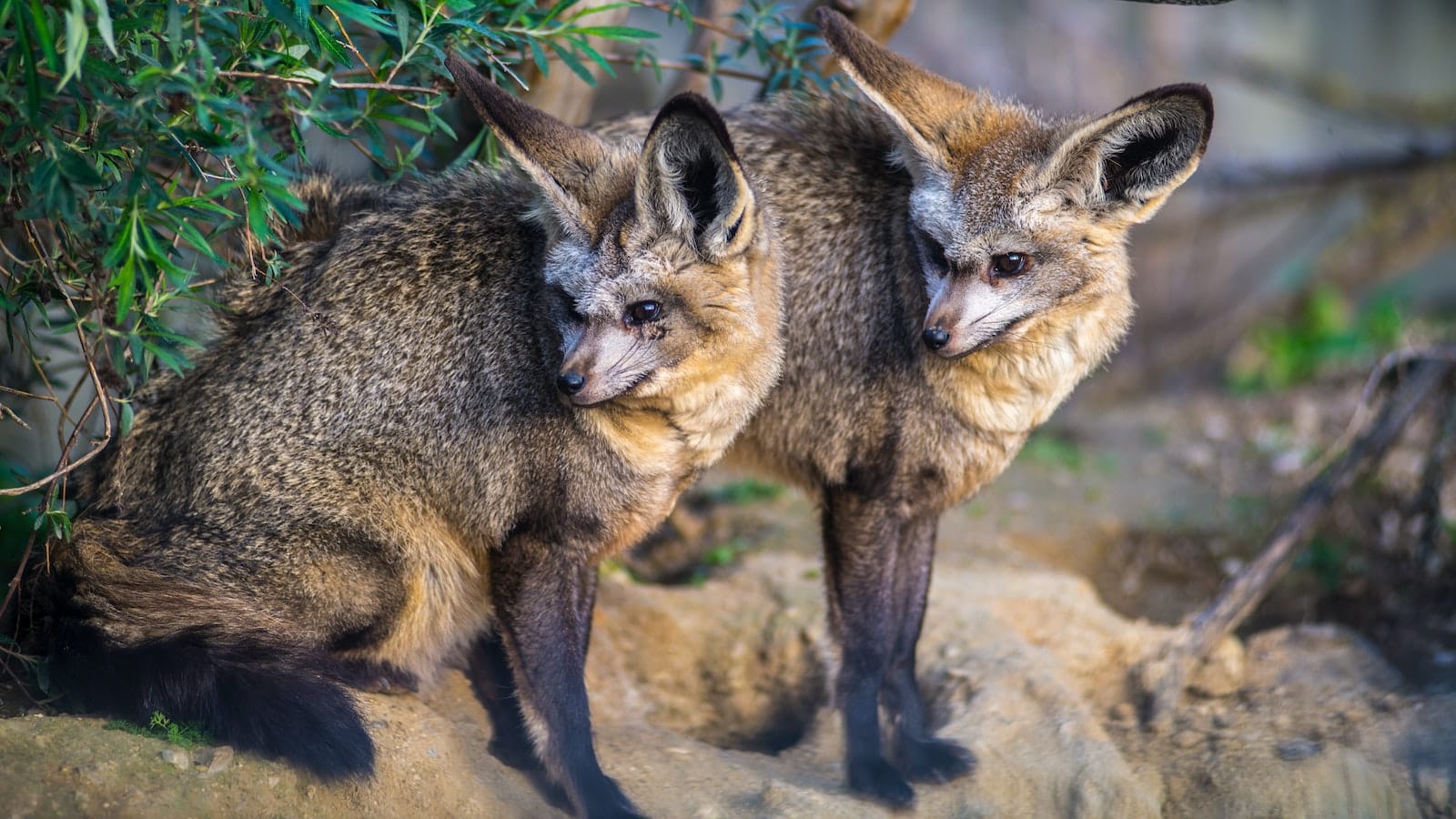 Animals That Eat Grasshoppers