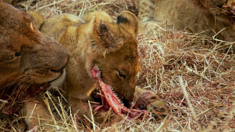 10 Animals That Eat Meat