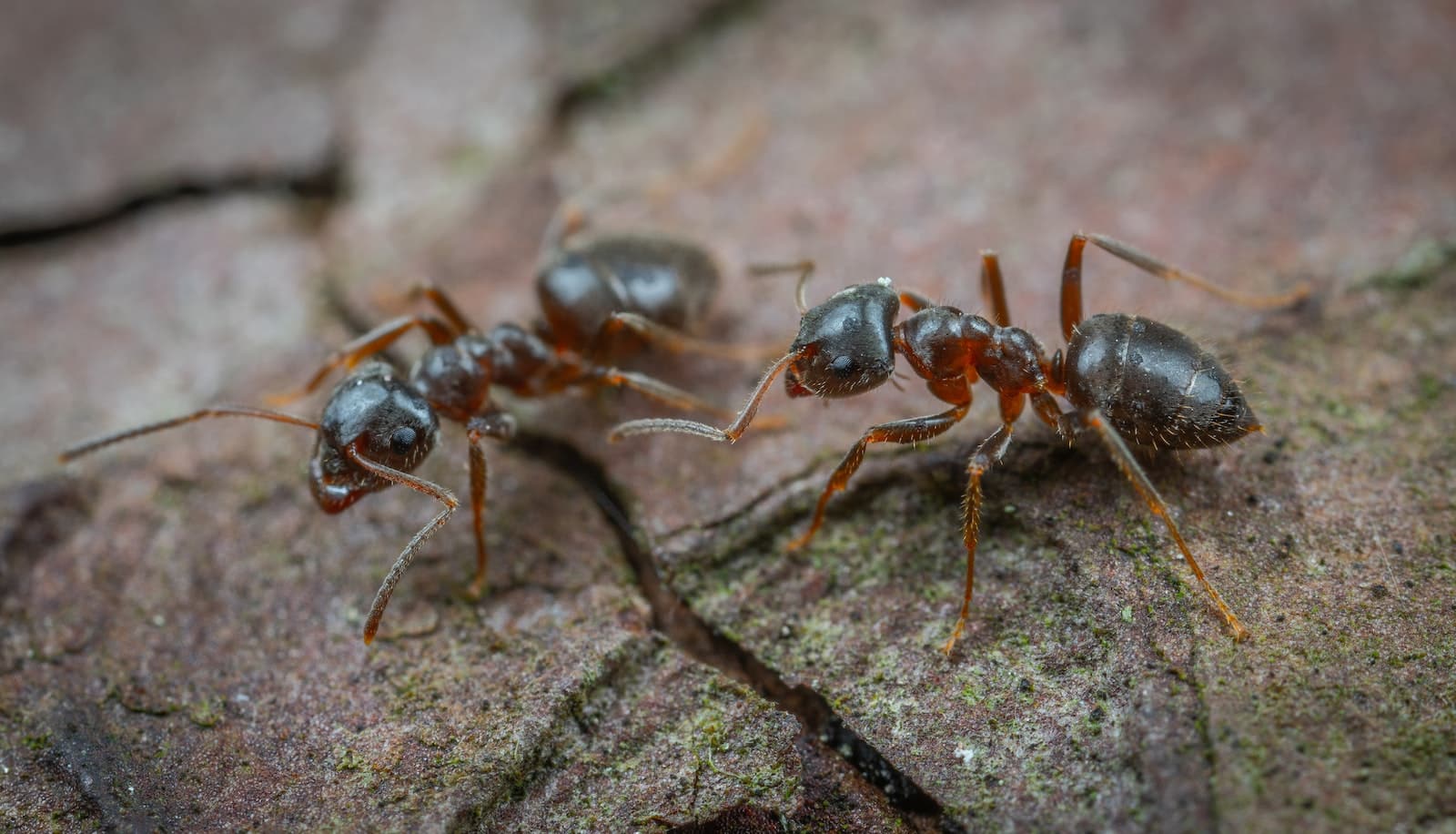 Animals That Eat Termites