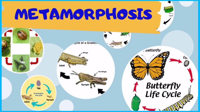 12 Animals That Go Through Metamorphosis