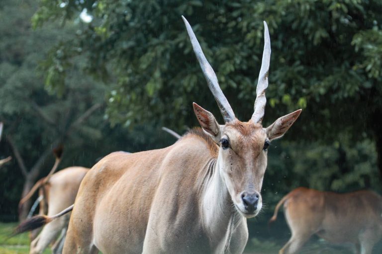 22 Animals That Live in the Savanna