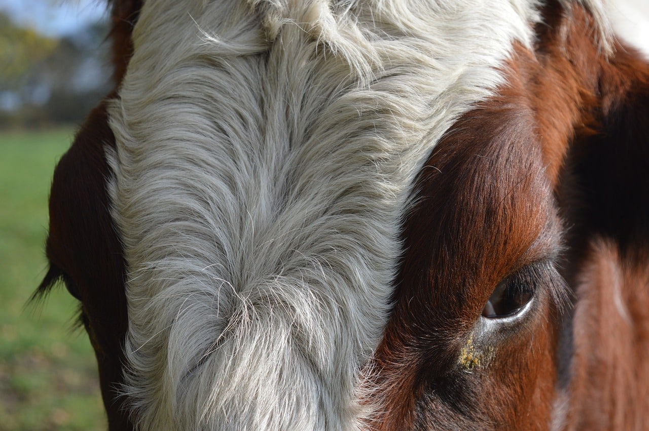 Animals With Big Foreheads