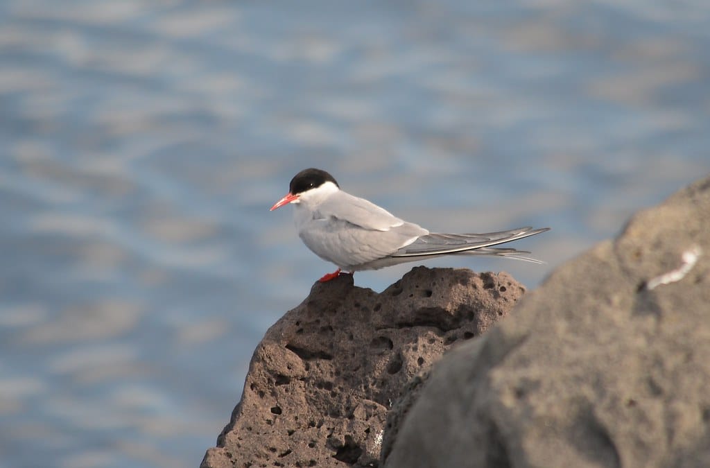 Arctic Tern