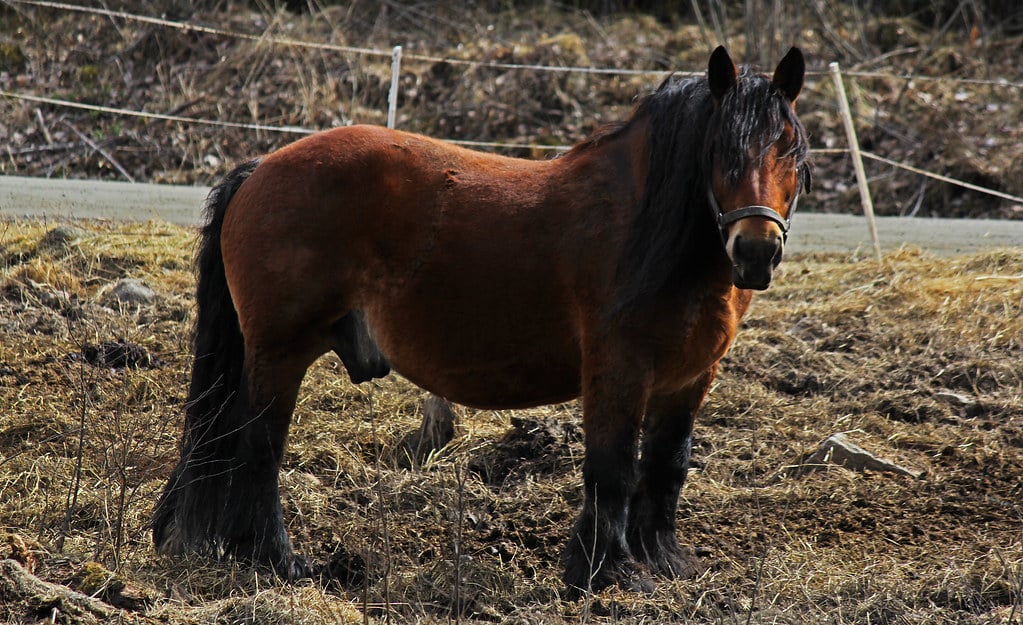 Ardennes Horse