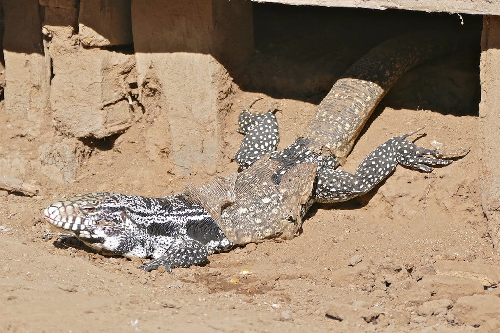 Argentine Black and White Tegu Lizard