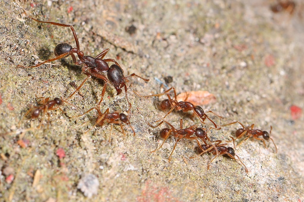 Army Ant