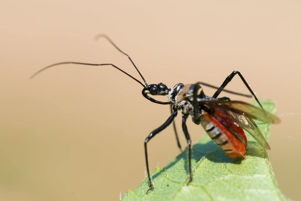 Assassin Bug