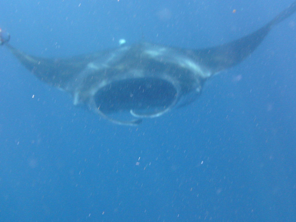 Atlantic Manta