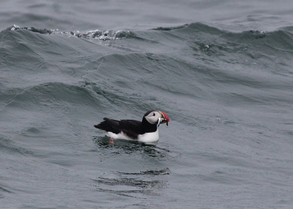 Atlantic Puffin
