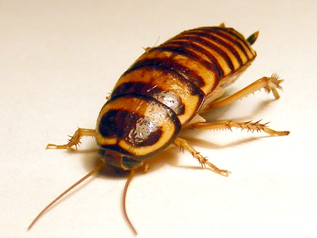 Australian Cockroach