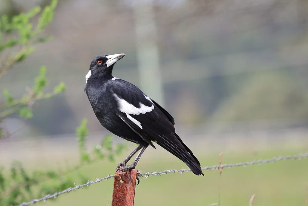 Australian Magpie