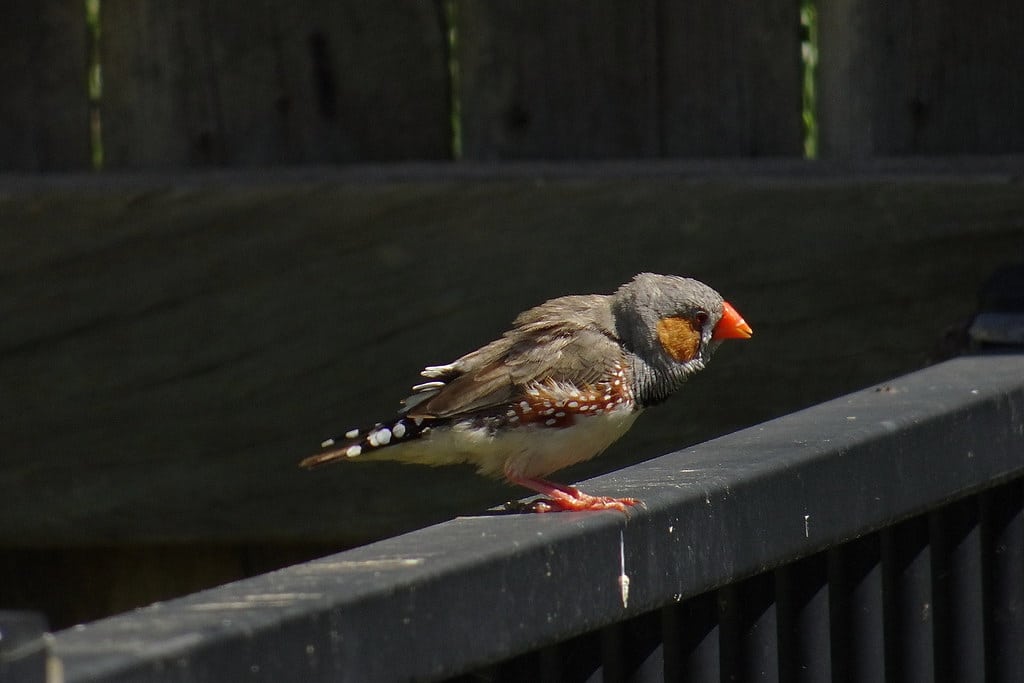Australian Zebra Finch - Birds With Orange Beaks