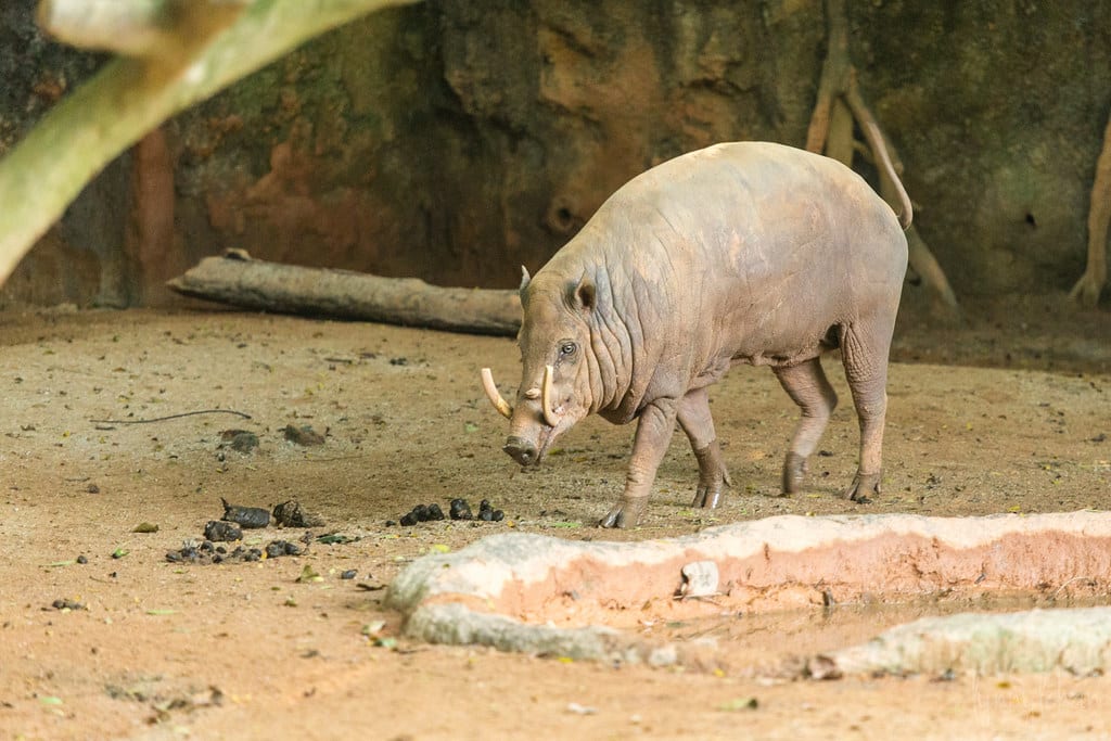 Babirusa