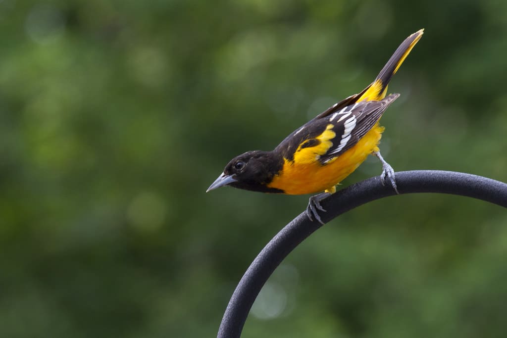 Baltimore oriole