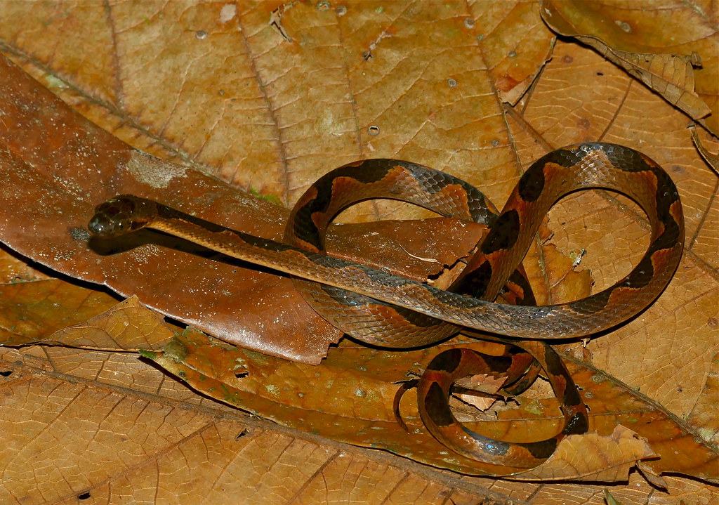 Banded cat-eyed snake