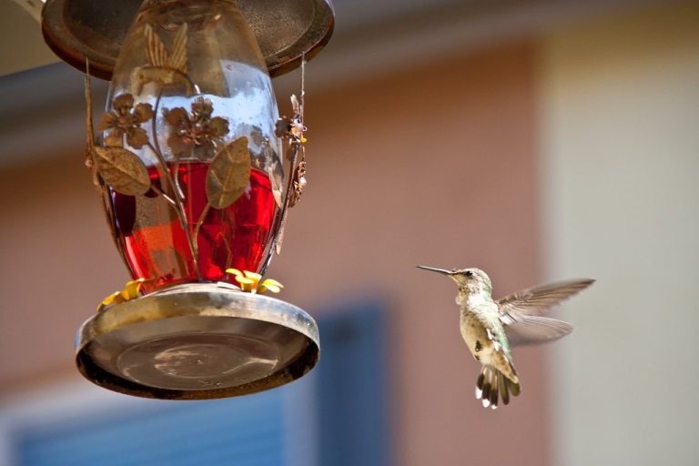 3 Best Hummingbird Feeders Under $20