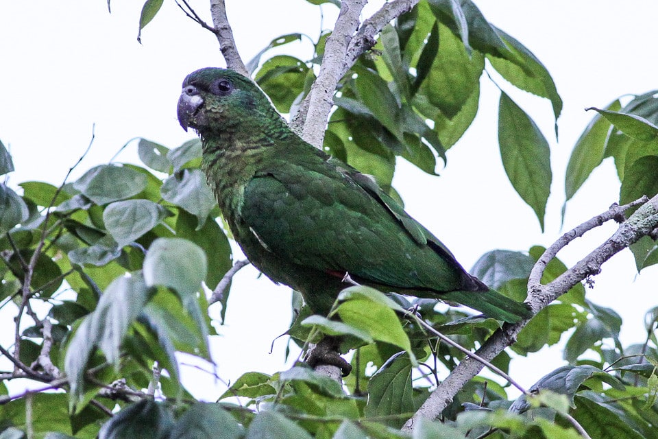 Black-billed Amazon Parrot
