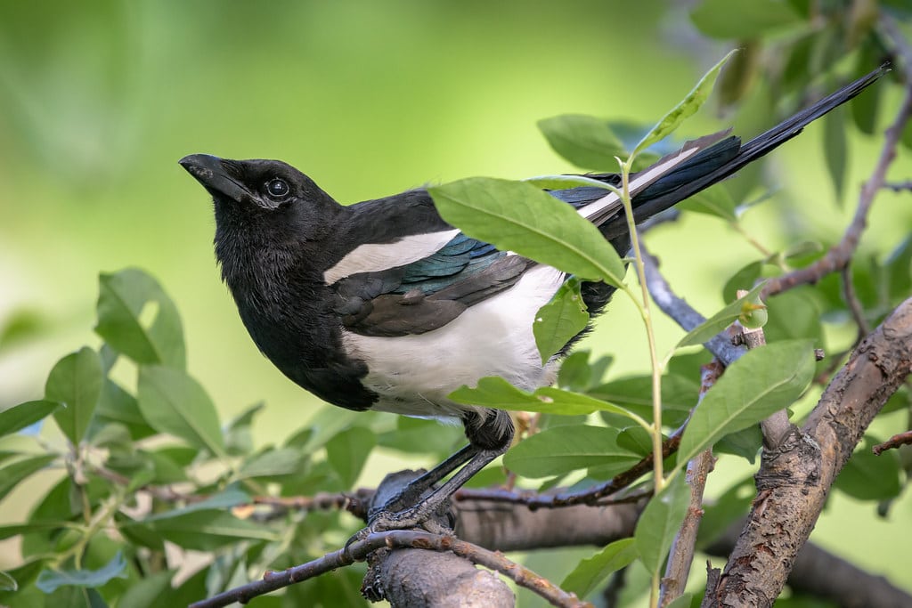 Black-billed Magpie