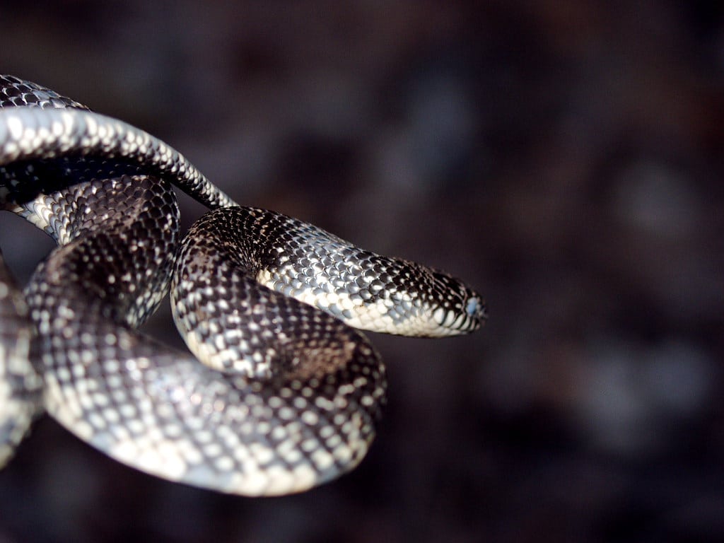 Black Kingsnake - types of snakes in mississippi