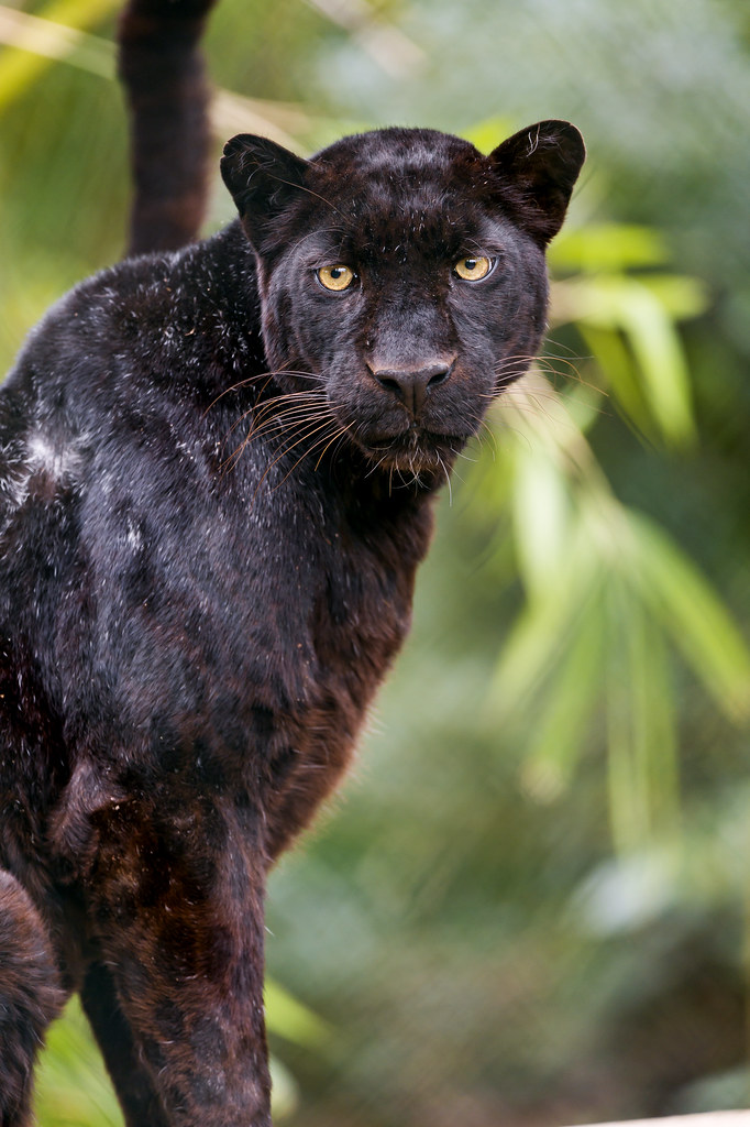 Black Leopard