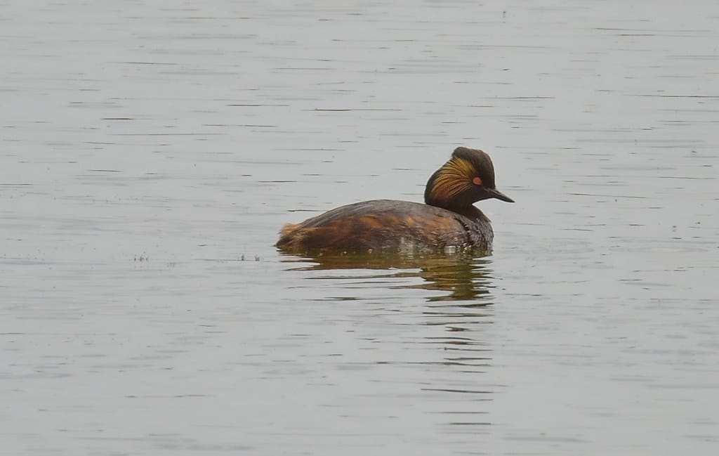 Black Necked Grebe