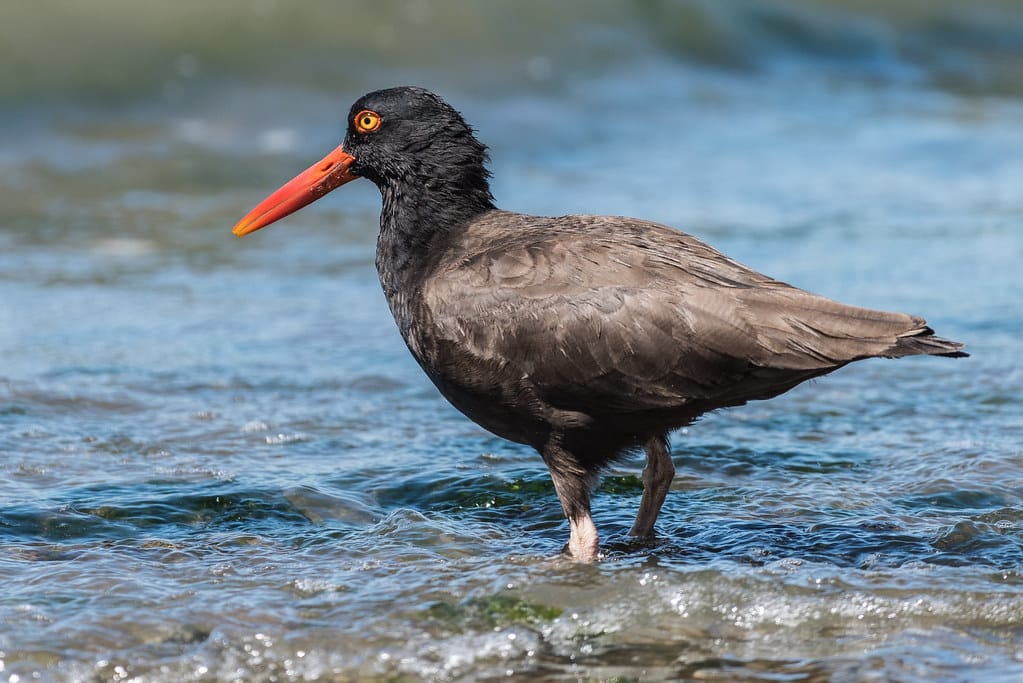 Black Oystercatcher