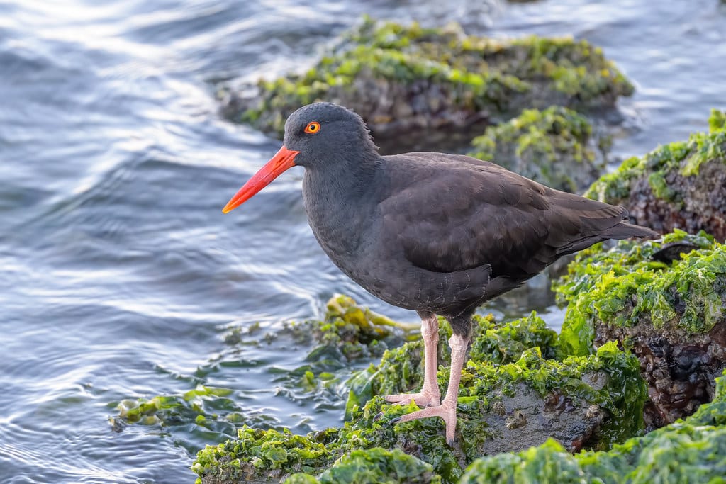 Black Oystercatcher