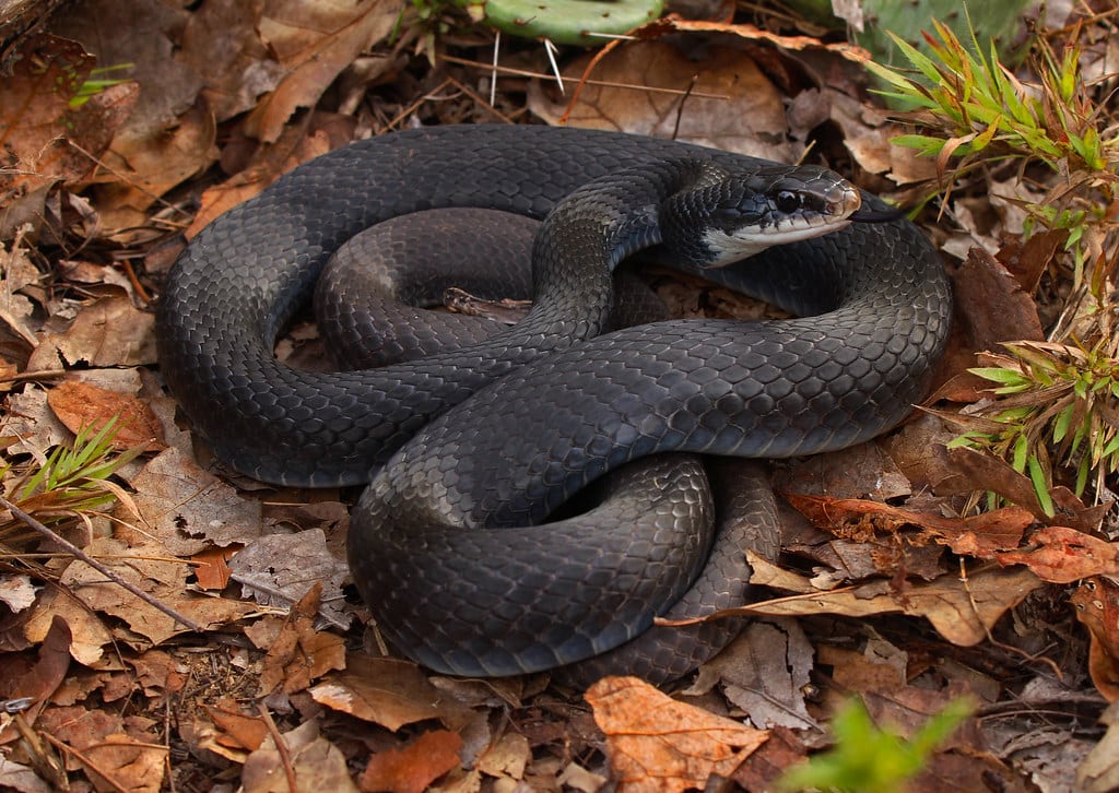 Black Racer