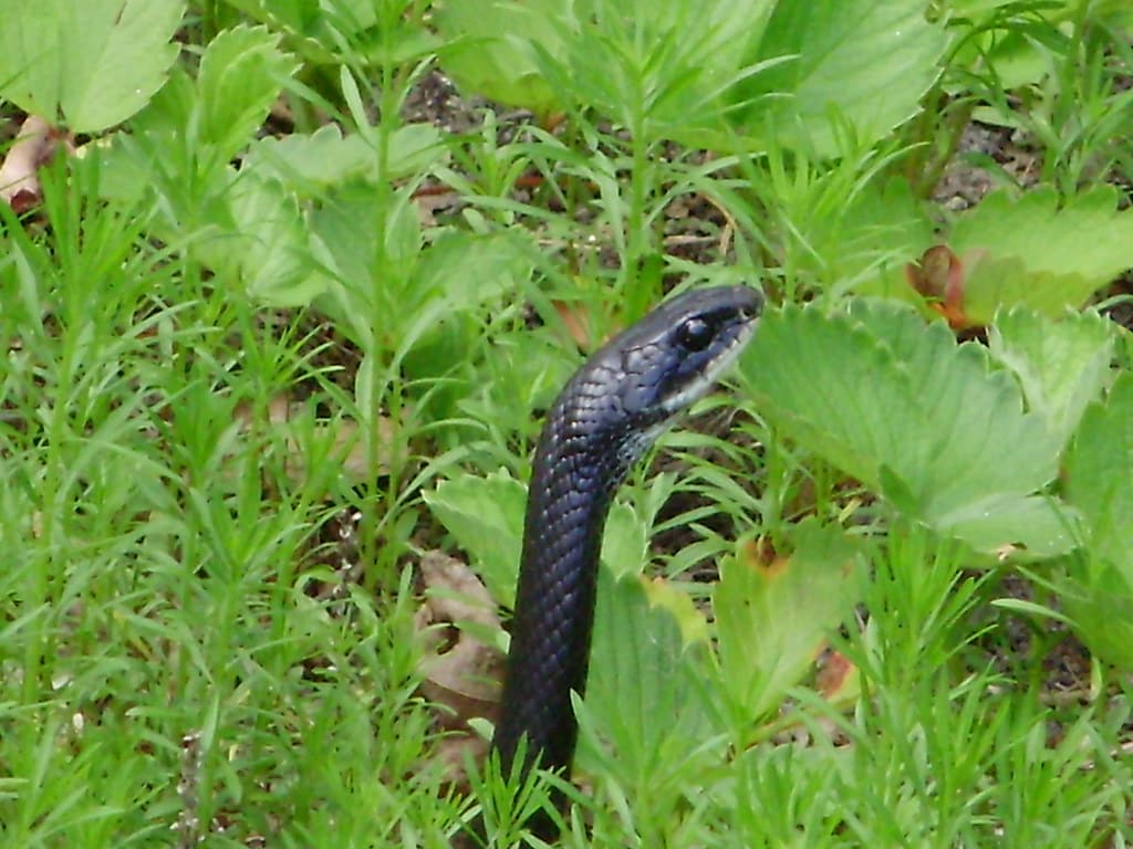 Black Racer Snake - types of snakes in south carolina