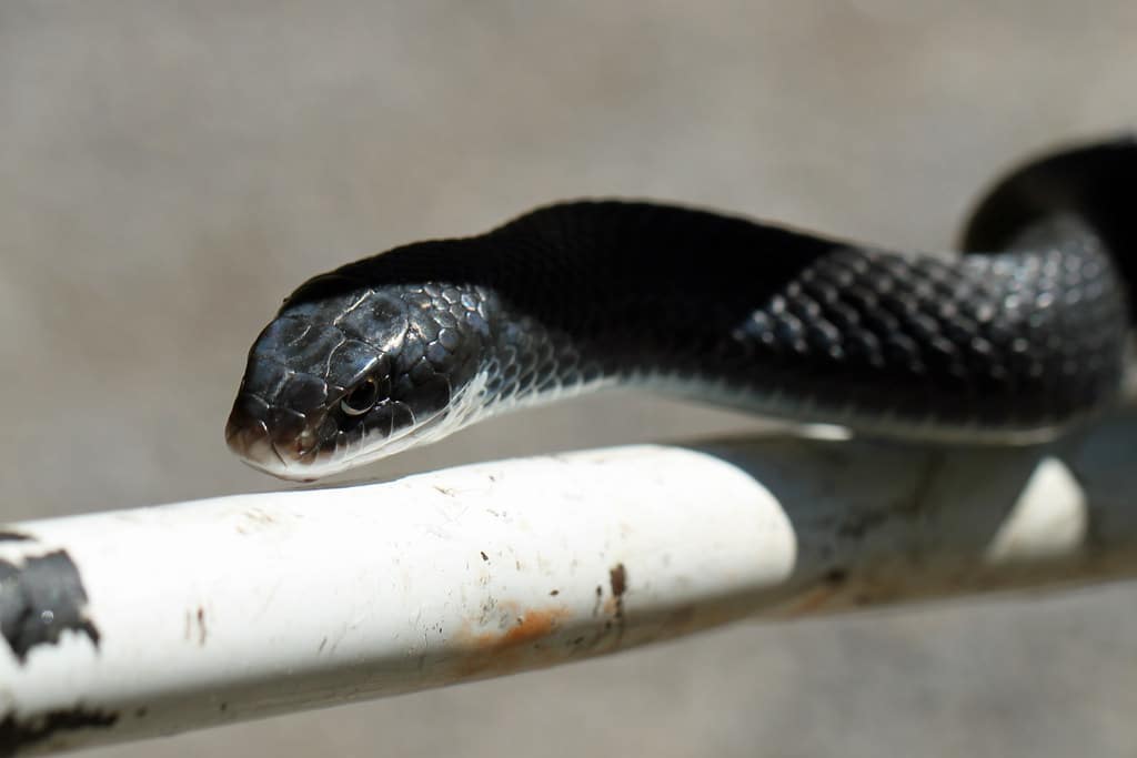 Black Racer