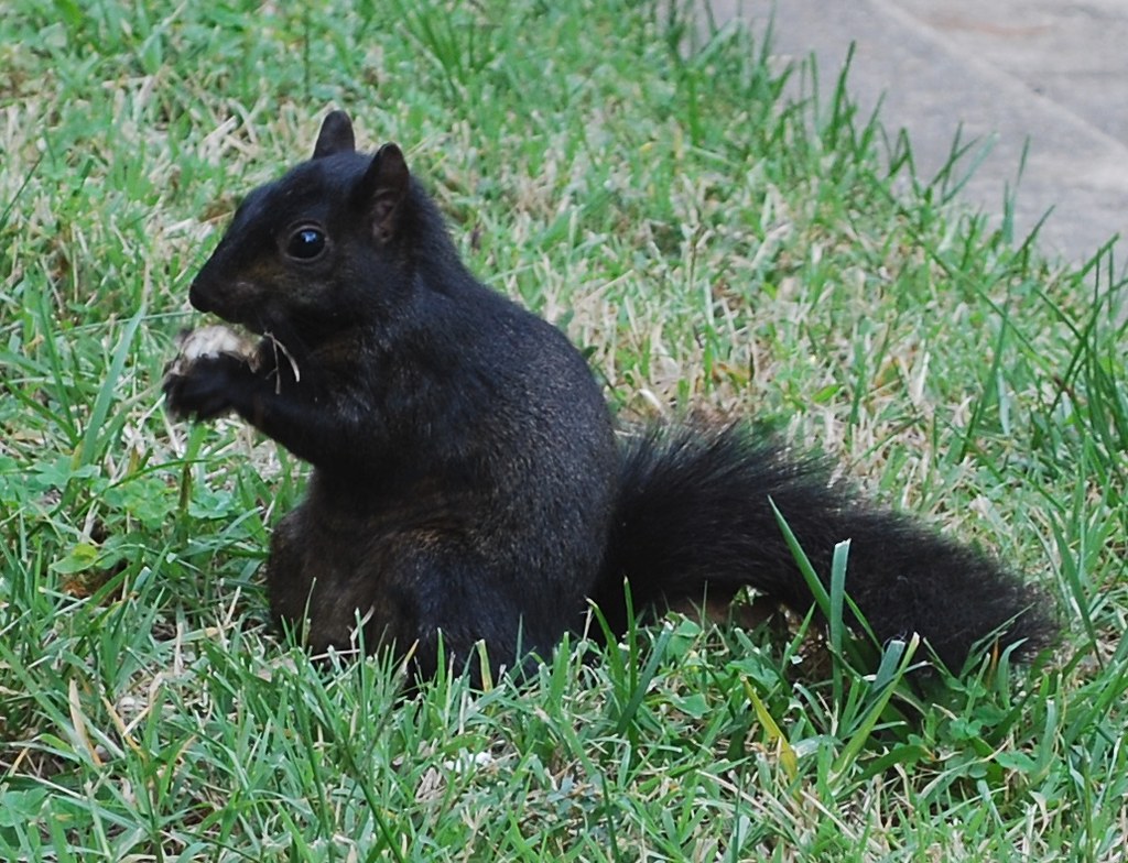 Black Squirrel