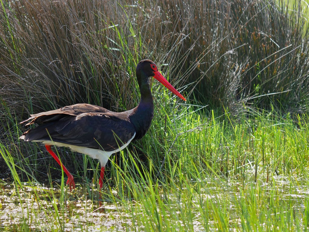 Black Stork