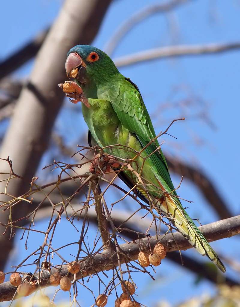 Blue Crown Conure